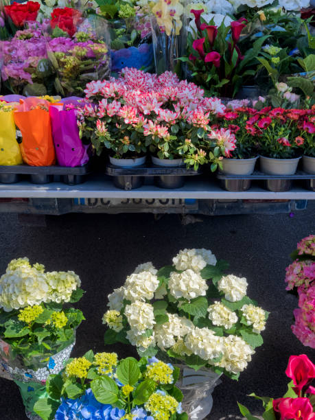 die welterbestadt rom in italien - rome flower market store flower stock-fotos und bilder