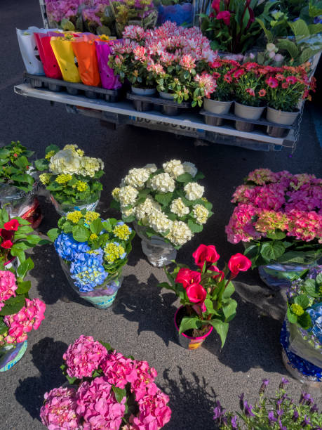 die welterbestadt rom in italien - rome flower market store flower stock-fotos und bilder