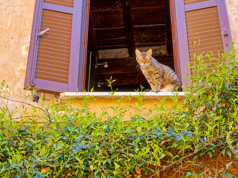 Domestic cat peering out of a vine covered apartment in Rome Italy