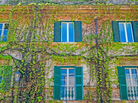 Vine covered buildings in Rome Italy