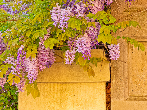 Wisteria vine covered wall in Rome Italy