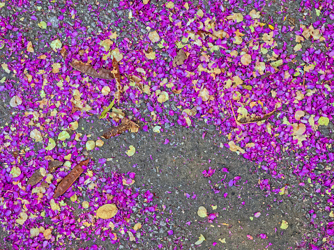 Spring blossom petals covering the sidewalk in Rome Italy