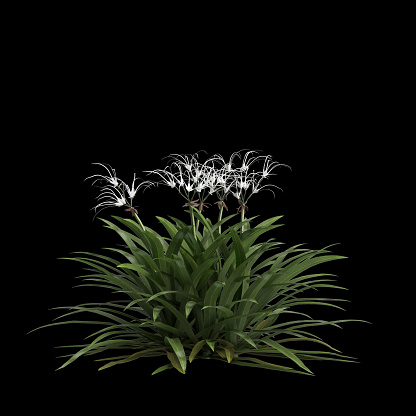 3d illustration of spider lily isolated on black background