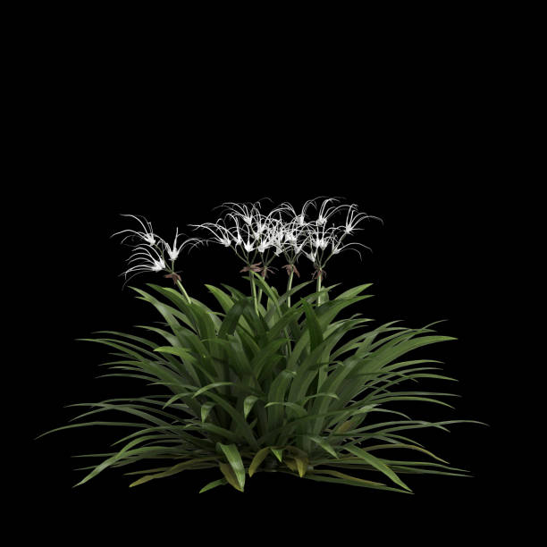 3d illustration of spider lily isolated on black background 3d illustration of spider lily isolated on black background spider lily stock pictures, royalty-free photos & images