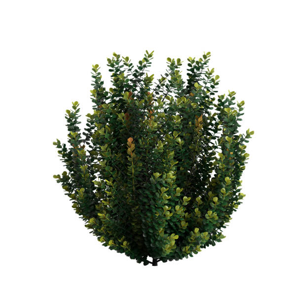istock 3d illustration of bush isolated on white background 1452444912