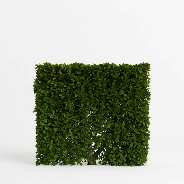 istock 3d illustration of shrubs isolated on white background 1452444922