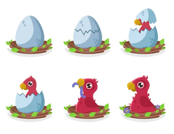 Vector illustration of Set of illustrations of the birth and growing up of a red parrot. From egg to teenager.