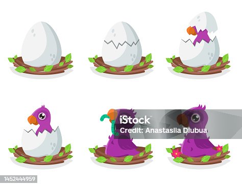 istock Set of illustrations of the birth and growing up of a purple parrot. From egg to teenager. 1452444959