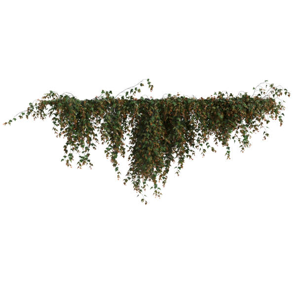 3d illustration of ivy hanging isolated on white background 3d illustration of ivy hanging isolated on white background plant png photos stock pictures, royalty-free photos & images