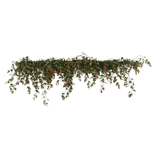 istock 3d illustration of ivy hanging isolated on white background 1452445688