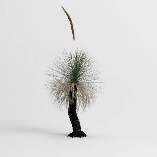 istock 3d illustration of xanthorrhoea arborea tree isolated on white background 1452446018