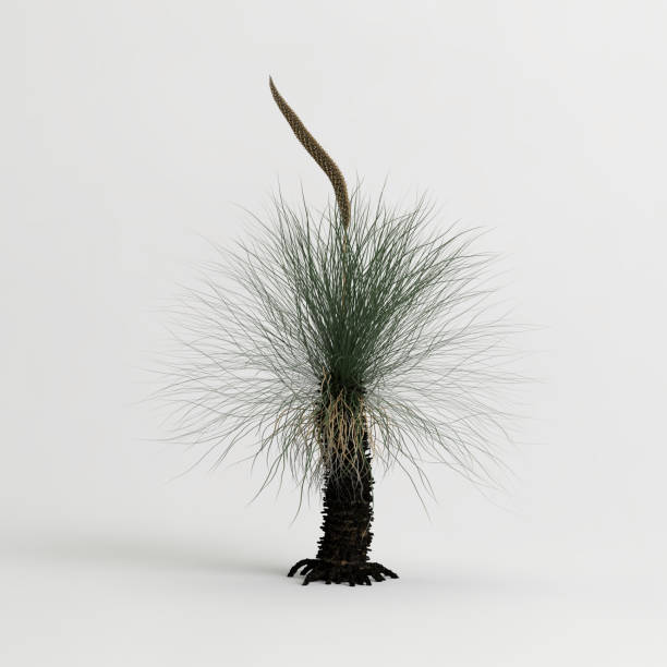 istock 3d illustration of xanthorrhoea arborea tree isolated on white background 1452446020