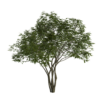 3d illustration of amelanchier tree isolated on white background