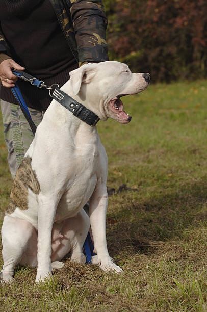 istock american bulldog yawning 145244715