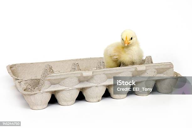 Chick 있는 계란상자 가금류에 대한 스톡 사진 및 기타 이미지 - 가금류, 갓 태어난 동물, 고기