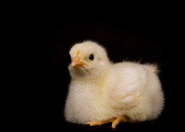 istock baby chicken on black background 145244775