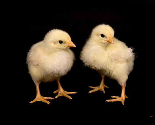 istock baby chicken on black background 145244782