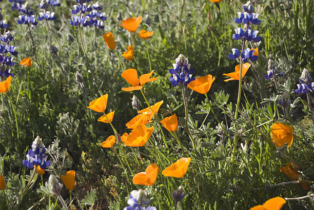 istock California Wildflowers 145244830