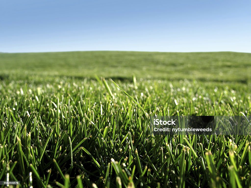 Świeżo mowed zielonej trawie - Zbiór zdjęć royalty-free (Bliskie zbliżenie)