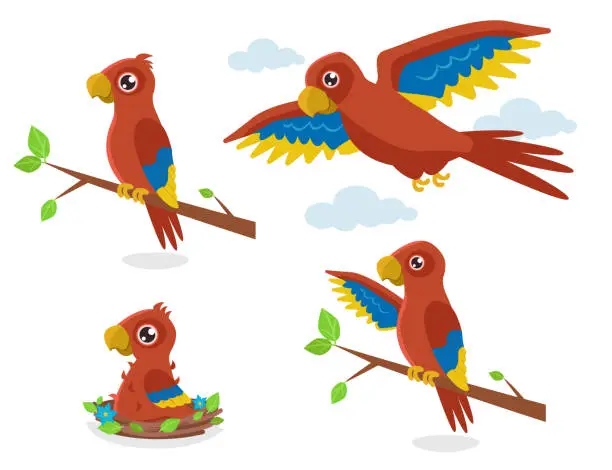 Vector illustration of Set of illustrations of growing up and the first flight of the orange parrot. From a teenager to an adult flying bird.