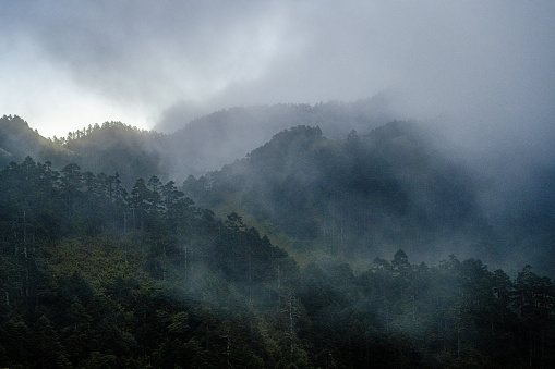 In Taiwan, the coverage of forest is more than 60%, hiking is one of the most popular activity people will do during the weekend. The foggy forest can be seen very frequently.