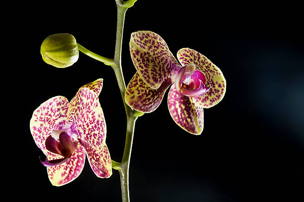 lindas flores de orquídea - photogs - fotografias e filmes do acervo