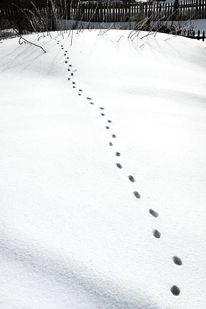 動物のステップの雪 ストックフォト