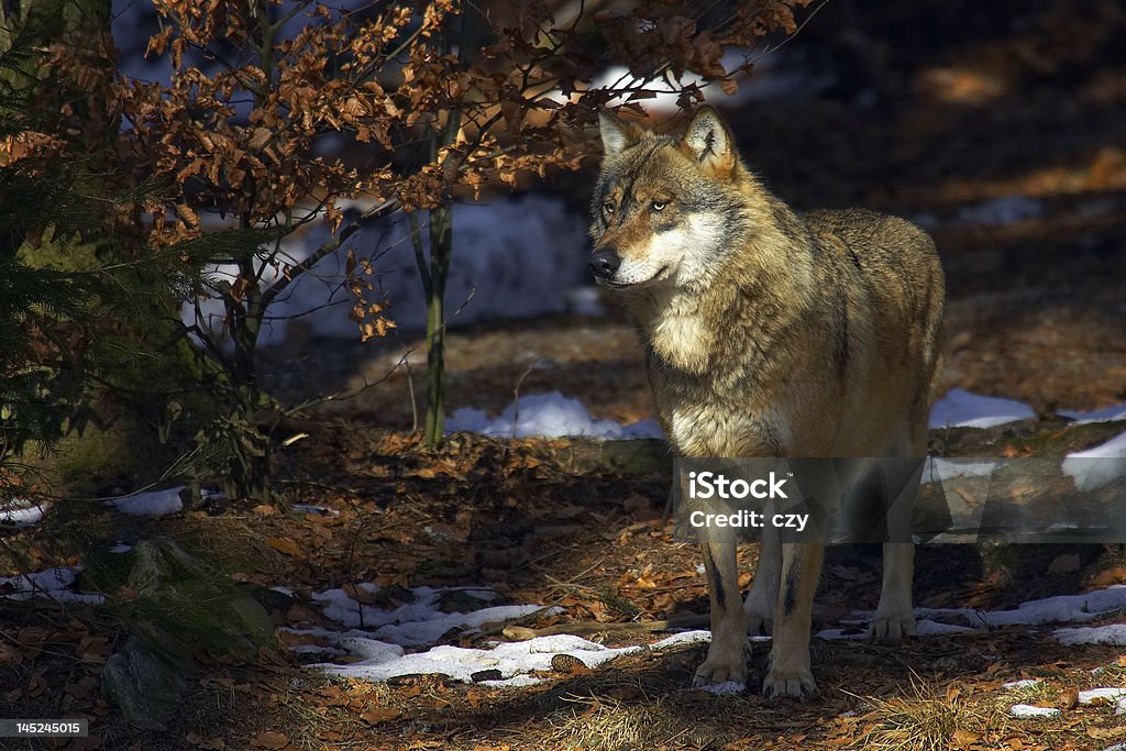 Wolf Full Length Stock Photo