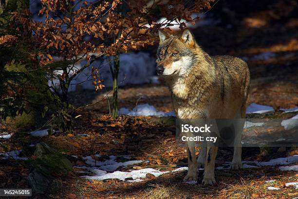 Wolf Stock Photo - Download Image Now - Full Length, Wolf, Alertness