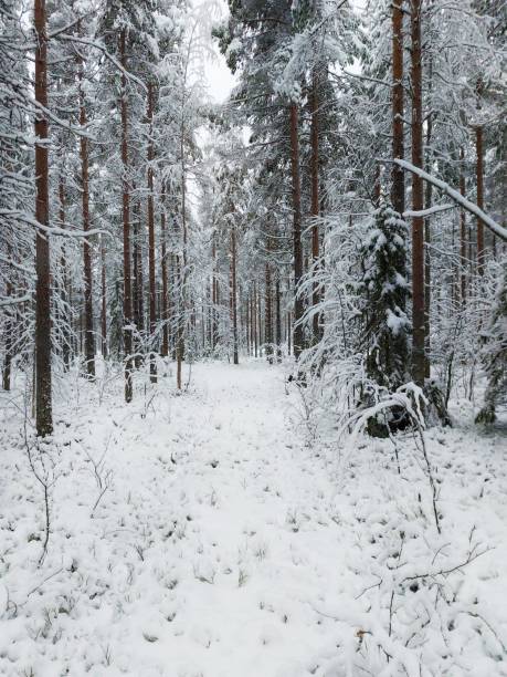 istock Dense pine forest in winterly northern Sweden 1452450583