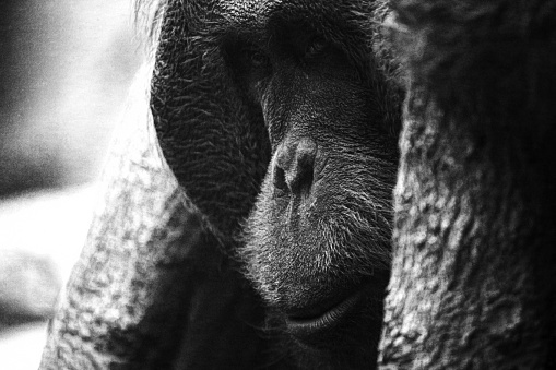 Noisy vintage shot of endangered orangutan (Ponga pygmaeus).