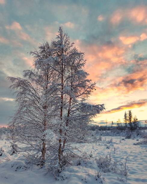 istock Northern Swedish birch and beautiful evening clouds 1452451552