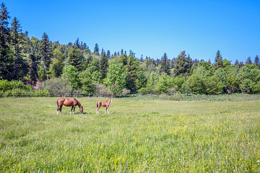 Mare and foal graze the grass on the meadow