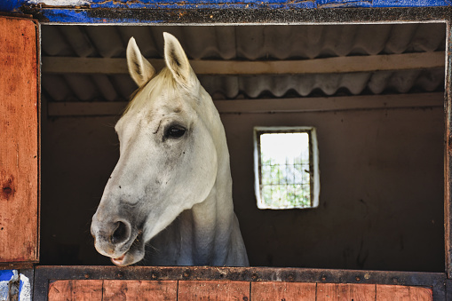 close-up portrait of a white chestnut horse standing at the horse farm looking  looking out the window in its stable.