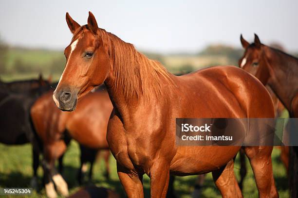 Paquete De Caballos Foto de stock y más banco de imágenes de Caballo - Familia del caballo - Caballo - Familia del caballo, Granja, Alimentar