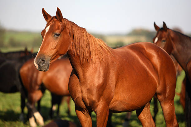pack of horses a pack of horses horse stock pictures, royalty-free photos & images