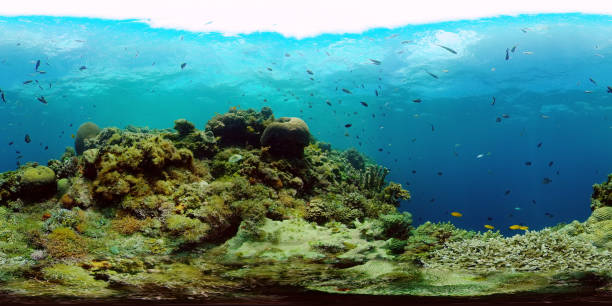 istock Coral reef and tropical fish underwater. Philippines. 360-Degree view. 1452453392