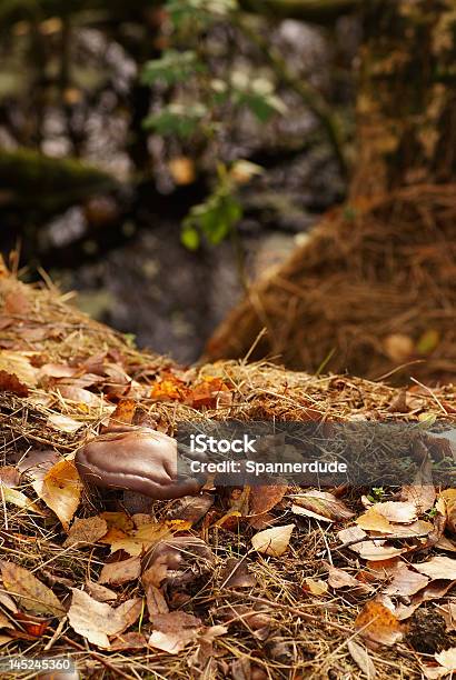 Funghi Familie Stockfoto und mehr Bilder von Baumbestand - Baumbestand, Blatt - Pflanzenbestandteile, Braun