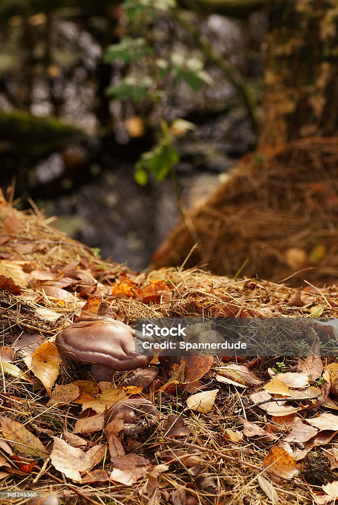 Funghi famille - Photo de Bois libre de droits