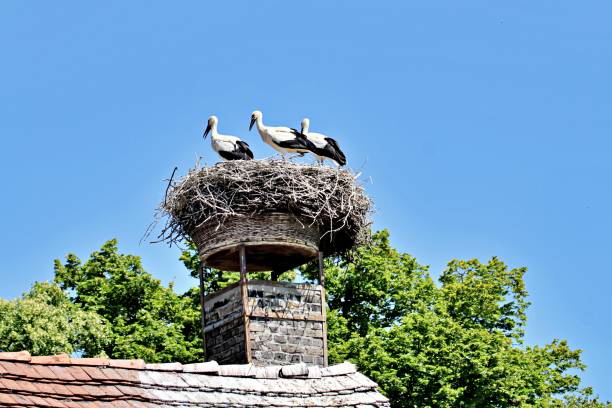 istock Low Angle View Of Storck Nest On Chimney Top 1452453863