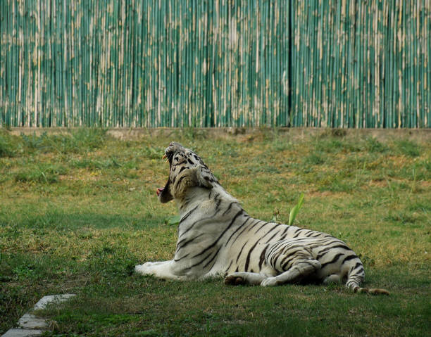 istock A white tiger yawning at in a jungle 1452454847