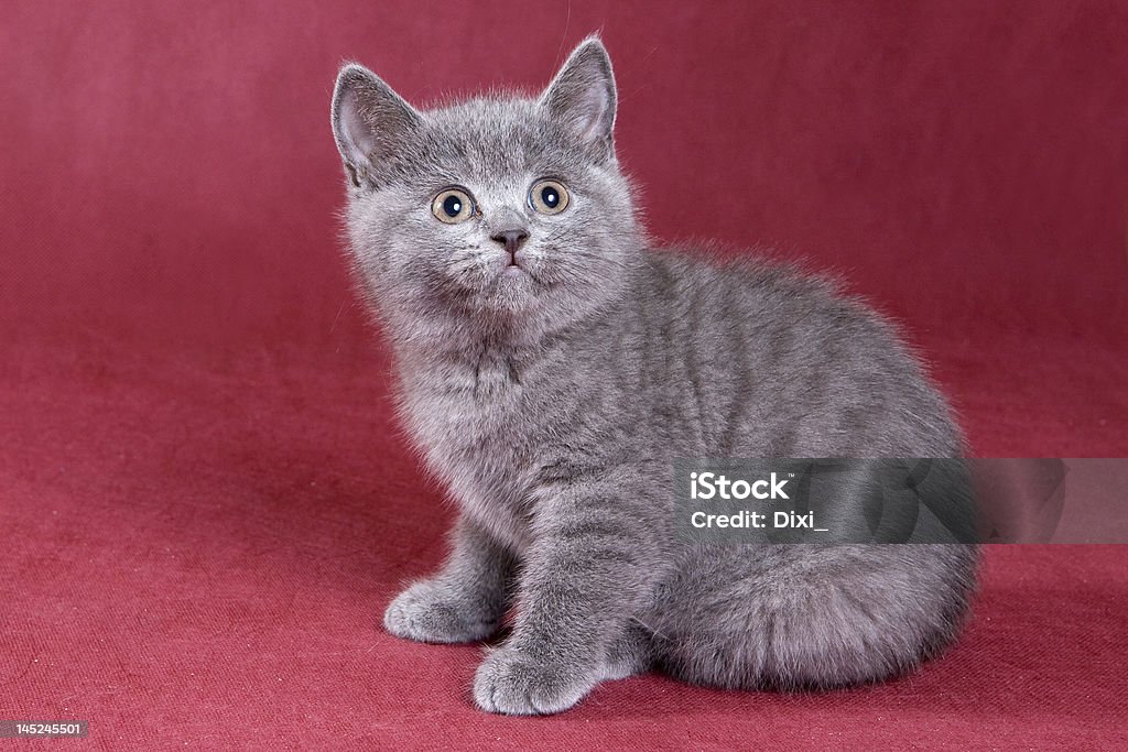 De pêlo curto Filhote de Gato Britânico - Royalty-free Amor Foto de stock