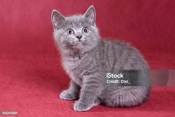 De Pêlo Curto Filhote De Gato Britânico - Fotografias de stock e mais imagens de Amor - Amor, Animal, Animal Doméstico