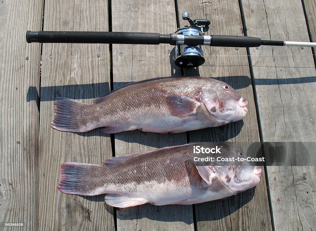 Tautog/Blackfish Catch Photo of pair of Tautog or Blackfish caught off the coast of Ocean City Maryland during a winter fishing trip.  These fish are very good eating and a common catch off of headboats along the mid-atlantic coast of the United States. Fishing Stock Photo