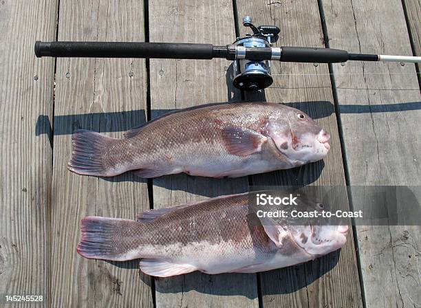 Tautogblackfish Catch Stock Photo - Download Image Now - Fishing, Fishing Industry, Black Sea Bass