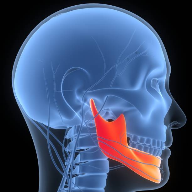 istock Human Skeleton System Skull Bone Parts Mandible Anatomy 1452455329