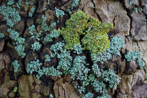 Colors green and blue lichens in a tree in Netherlands
