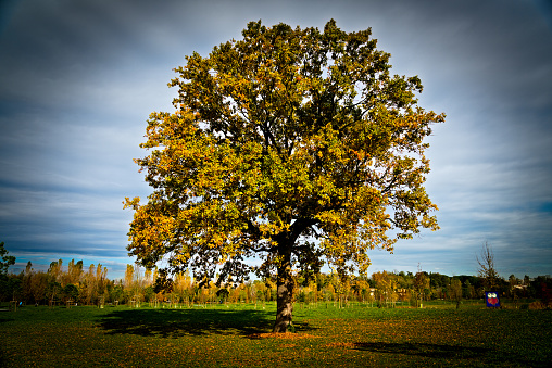A big oak in Ravenna