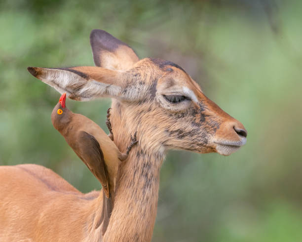 Symbioses in animals Red-billed oxpecker feeding on ticks in the ear of a young impala in Kruger National Park, South Africa impala stock pictures, royalty-free photos & images