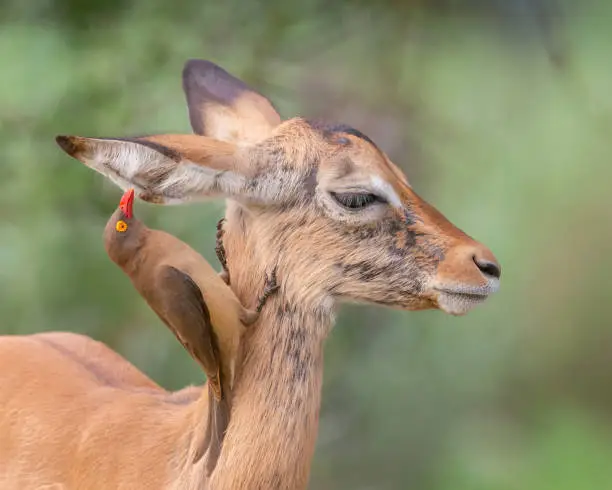 Red-billed oxpecker feeding on ticks in the ear of a young impala in Kruger National Park, South Africa